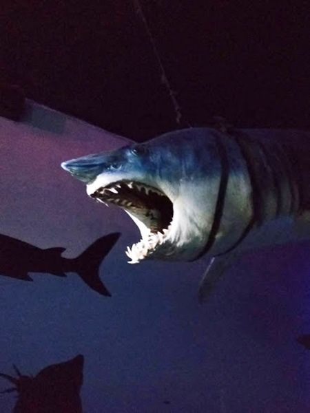 Deep Sea World, North Queesferry