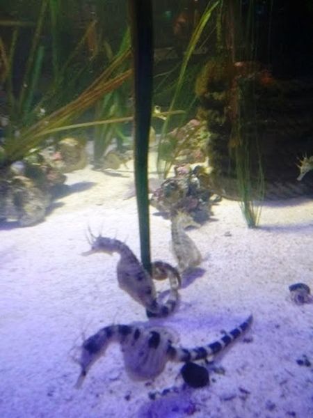 Deep Sea World, North Queesferry