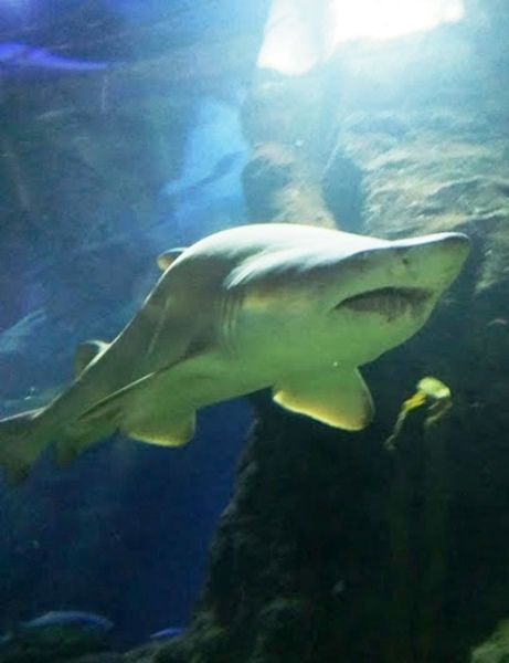 Deep Sea World, North Queesferry