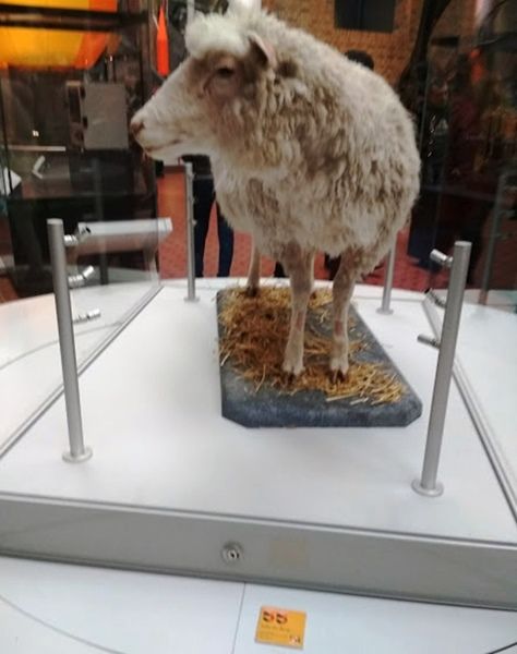 Az első klónozott emlős, Dolly bárány